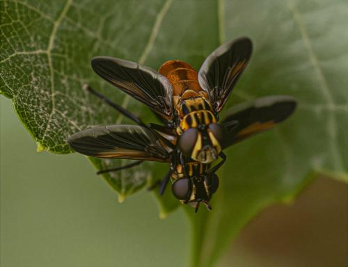 Trichopoda pictipennis
